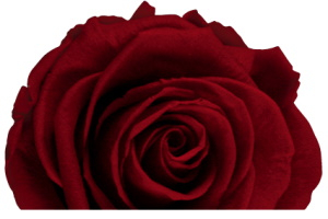 INFINITY ROSEN