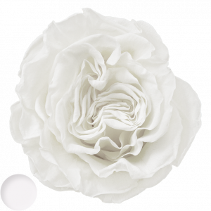 Romantic White