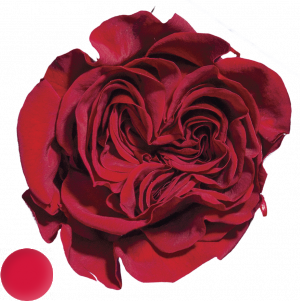 Romantic Red