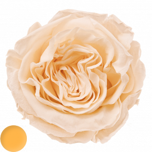 Romantic Peach