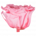 Sweet Pink