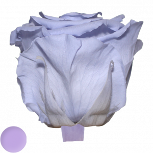 Baby Lilac