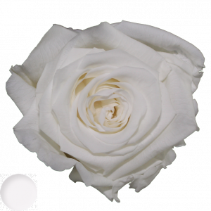 Pure White