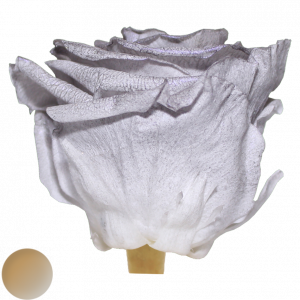 Pichincha Silver Mist